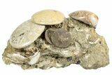 Cluster Of Polished Fossil Sand Dollars & Clams - California #242907-1